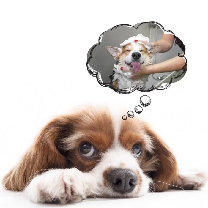 Σαπούνι Σκύλου – Dog Soap