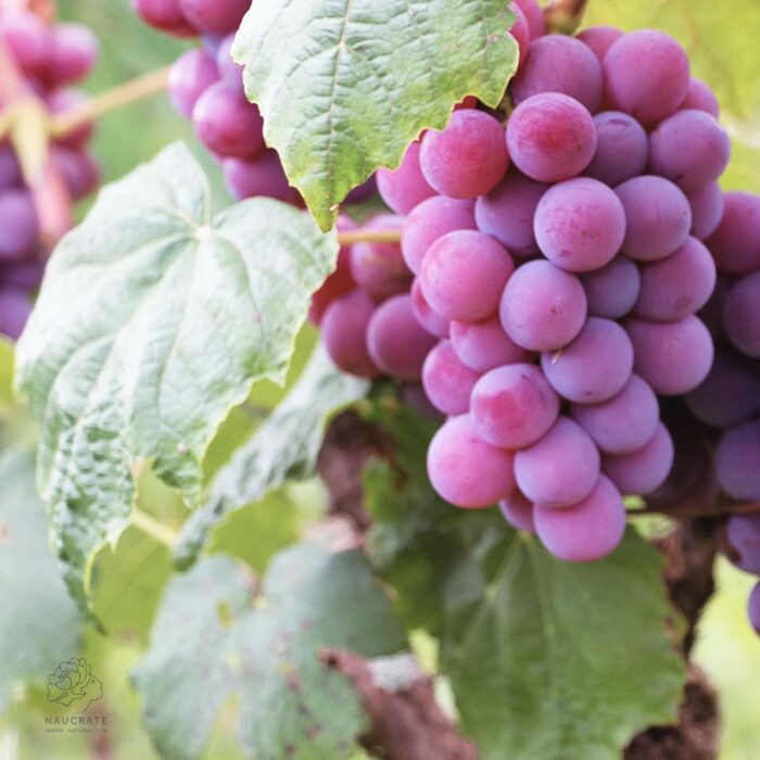 SOlidAP Σταφύλι